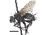  (Eulasiona - CCDB-23506-B03)  @15 [ ] CreativeCommons - Attribution (2015) CBG Photography Group Centre for Biodiversity Genomics