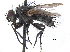  ( - CCDB-23506-B04)  @11 [ ] CreativeCommons - Attribution (2015) CBG Photography Group Centre for Biodiversity Genomics
