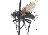  ( - CCDB-23506-B06)  @11 [ ] CreativeCommons - Attribution (2015) CBG Photography Group Centre for Biodiversity Genomics