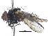  ( - CCDB-23506-B07)  @11 [ ] CreativeCommons - Attribution (2015) CBG Photography Group Centre for Biodiversity Genomics