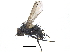 ( - CCDB-23506-B09)  @11 [ ] CreativeCommons - Attribution (2015) CBG Photography Group Centre for Biodiversity Genomics