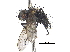  ( - CCDB-23506-B10)  @11 [ ] CreativeCommons - Attribution (2015) CBG Photography Group Centre for Biodiversity Genomics