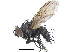  ( - CCDB-23506-B11)  @11 [ ] CreativeCommons - Attribution (2015) CBG Photography Group Centre for Biodiversity Genomics