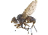  ( - CCDB-23506-C06)  @14 [ ] CreativeCommons - Attribution (2015) CBG Photography Group Centre for Biodiversity Genomics