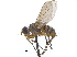  ( - CCDB-23506-C07)  @14 [ ] CreativeCommons - Attribution (2015) CBG Photography Group Centre for Biodiversity Genomics
