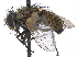  ( - CCDB-23506-D01)  @11 [ ] CreativeCommons - Attribution (2015) CBG Photography Group Centre for Biodiversity Genomics