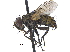  ( - CCDB-23506-D02)  @11 [ ] CreativeCommons - Attribution (2015) CBG Photography Group Centre for Biodiversity Genomics