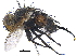  ( - CCDB-23506-D08)  @11 [ ] CreativeCommons - Attribution (2015) CBG Photography Group Centre for Biodiversity Genomics