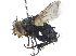  ( - CCDB-23506-D09)  @11 [ ] CreativeCommons - Attribution (2015) CBG Photography Group Centre for Biodiversity Genomics