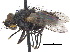  ( - CCDB-23506-F03)  @15 [ ] CreativeCommons - Attribution (2015) CBG Photography Group Centre for Biodiversity Genomics