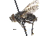  ( - CCDB-23506-F04)  @15 [ ] CreativeCommons - Attribution (2015) CBG Photography Group Centre for Biodiversity Genomics