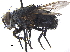  ( - CCDB-23506-G03)  @11 [ ] CreativeCommons - Attribution (2015) CBG Photography Group Centre for Biodiversity Genomics