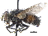  ( - CCDB-23506-H04)  @11 [ ] CreativeCommons - Attribution (2015) CBG Photography Group Centre for Biodiversity Genomics