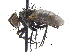  ( - CCDB-23506-H08)  @15 [ ] CreativeCommons - Attribution (2015) CBG Photography Group Centre for Biodiversity Genomics