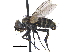  ( - CCDB-23506-H10)  @15 [ ] CreativeCommons - Attribution (2015) CBG Photography Group Centre for Biodiversity Genomics