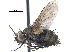  (Lixophaga opaca - CCDB-23506-H11)  @15 [ ] CreativeCommons - Attribution (2015) CBG Photography Group Centre for Biodiversity Genomics