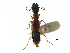  ( - CCDB-23507-A05)  @11 [ ] CreativeCommons - Attribution (2015) CBG Photography Group Centre for Biodiversity Genomics
