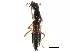  ( - CCDB-23507-A09)  @11 [ ] CreativeCommons - Attribution (2015) CBG Photography Group Centre for Biodiversity Genomics