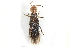  ( - CCDB-23509-F12)  @11 [ ] CreativeCommons - Attribution (2015) CBG Photography Group Centre for Biodiversity Genomics
