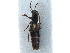  ( - CCDB-23510-D11)  @11 [ ] CreativeCommons - Attribution (2015) CBG Photography Group Centre for Biodiversity Genomics