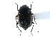  ( - CCDB-23510-F12)  @13 [ ] CreativeCommons - Attribution (2015) CBG Photography Group Centre for Biodiversity Genomics