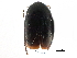  (Baeocera congener - CCDB-23510-G02)  @11 [ ] CreativeCommons - Attribution (2015) CBG Photography Group Centre for Biodiversity Genomics