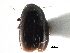  (Baeocera deflexa - CCDB-23510-G03)  @11 [ ] CreativeCommons - Attribution (2015) CBG Photography Group Centre for Biodiversity Genomics