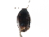 (Baeocera humeralis - CCDB-23510-G08)  @11 [ ] CreativeCommons - Attribution (2015) CBG Photography Group Centre for Biodiversity Genomics