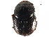 ( - CCDB-23512-A01)  @11 [ ] CreativeCommons - Attribution (2015) CBG Photography Group Centre for Biodiversity Genomics