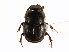  ( - CCDB-23512-A03)  @13 [ ] CreativeCommons - Attribution (2015) CBG Photography Group Centre for Biodiversity Genomics