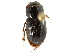  ( - CCDB-23512-G10)  @11 [ ] CreativeCommons - Attribution (2015) CBG Photography Group Centre for Biodiversity Genomics