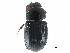  ( - CCDB-23513-B01)  @11 [ ] CreativeCommons - Attribution (2015) CBG Photography Group Centre for Biodiversity Genomics