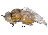 ( - CCDB-23514-A01)  @11 [ ] CreativeCommons - Attribution (2015) CBG Photography Group Centre for Biodiversity Genomics