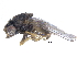  ( - CCDB-23514-A10)  @14 [ ] CreativeCommons - Attribution (2015) CBG Photography Group Centre for Biodiversity Genomics