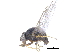 ( - CCDB-23514-A11)  @14 [ ] CreativeCommons - Attribution (2015) CBG Photography Group Centre for Biodiversity Genomics