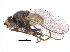  ( - CCDB-23514-B03)  @14 [ ] CreativeCommons - Attribution (2015) CBG Photography Group Centre for Biodiversity Genomics