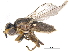  ( - CCDB-23514-E02)  @14 [ ] CreativeCommons - Attribution (2015) CBG Photography Group Centre for Biodiversity Genomics