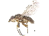 ( - CCDB-23514-E03)  @11 [ ] CreativeCommons - Attribution (2015) CBG Photography Group Centre for Biodiversity Genomics