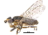  (Diplotoxini - CCDB-23514-E05)  @16 [ ] CreativeCommons - Attribution (2015) CBG Photography Group Centre for Biodiversity Genomics