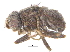  ( - CCDB-23514-F02)  @11 [ ] CreativeCommons - Attribution (2015) CBG Photography Group Centre for Biodiversity Genomics