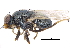  ( - CCDB-23514-F05)  @11 [ ] CreativeCommons - Attribution (2015) CBG Photography Group Centre for Biodiversity Genomics