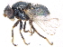  ( - CCDB-23514-F08)  @11 [ ] CreativeCommons - Attribution (2015) CBG Photography Group Centre for Biodiversity Genomics