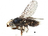  ( - CCDB-23515-A01)  @11 [ ] CreativeCommons - Attribution (2015) CBG Photography Group Centre for Biodiversity Genomics