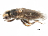  (Lasiosinini - CCDB-23515-A04)  @15 [ ] CreativeCommons - Attribution (2015) CBG Photography Group Centre for Biodiversity Genomics
