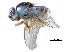  ( - CCDB-23515-A09)  @14 [ ] CreativeCommons - Attribution (2015) CBG Photography Group Centre for Biodiversity Genomics
