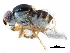  ( - CCDB-23515-A10)  @13 [ ] CreativeCommons - Attribution (2015) CBG Photography Group Centre for Biodiversity Genomics