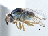  ( - CCDB-23515-A11)  @14 [ ] CreativeCommons - Attribution (2015) CBG Photography Group Centre for Biodiversity Genomics