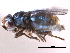 ( - CCDB-23515-B01)  @14 [ ] CreativeCommons - Attribution (2015) CBG Photography Group Centre for Biodiversity Genomics