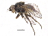  (Apallates particeps - CCDB-23515-D01)  @15 [ ] CreativeCommons - Attribution (2015) CBG Photography Group Centre for Biodiversity Genomics