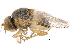  ( - CCDB-23515-D04)  @11 [ ] CreativeCommons - Attribution (2015) CBG Photography Group Centre for Biodiversity Genomics